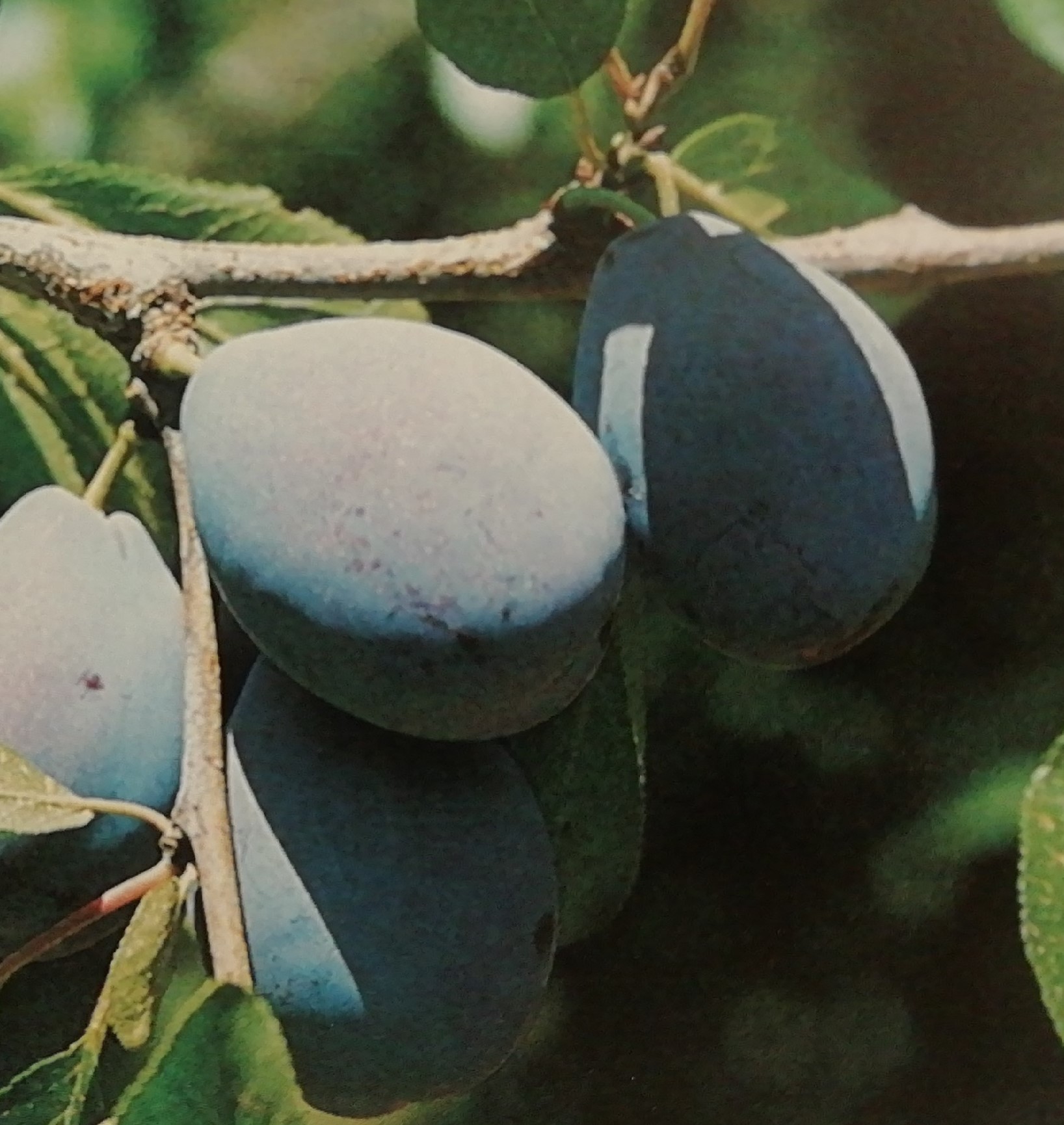 Prune D’Agen - SAPO