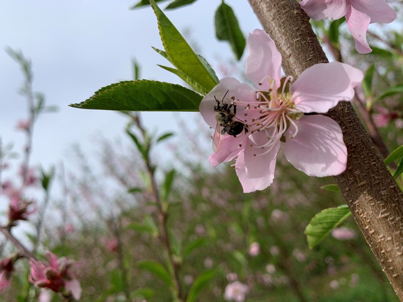 Spring Inspections – True to Type Flowering and Stability - SAPO