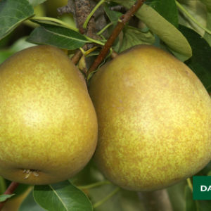 BEURRE-HARDY Pear