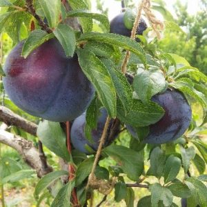 Black Splendor plum