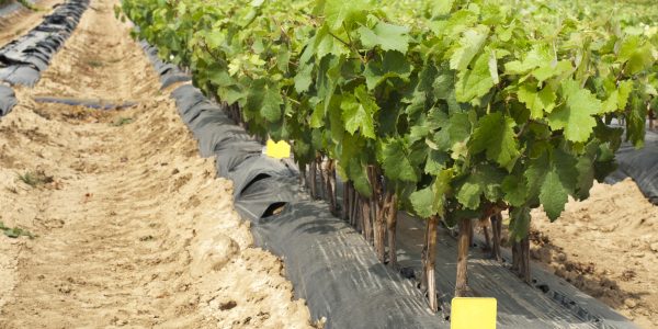 Young Vineyards in rows. Seedlings vines.Graft of the vines.