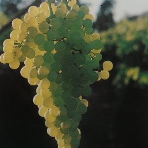 Merbein Seedless