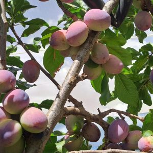 Muir Beauty Prune 2