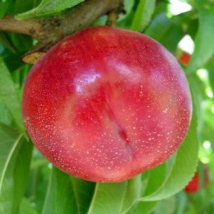 Sunlite nectarine